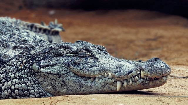 A man climbed into a crocodile enclosure for photos and was attacked.