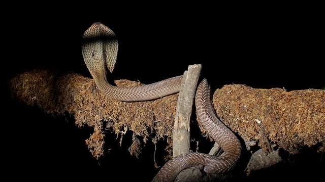 Snakebite is also a disease of poverty. The people most affected are those least able to afford treatment.