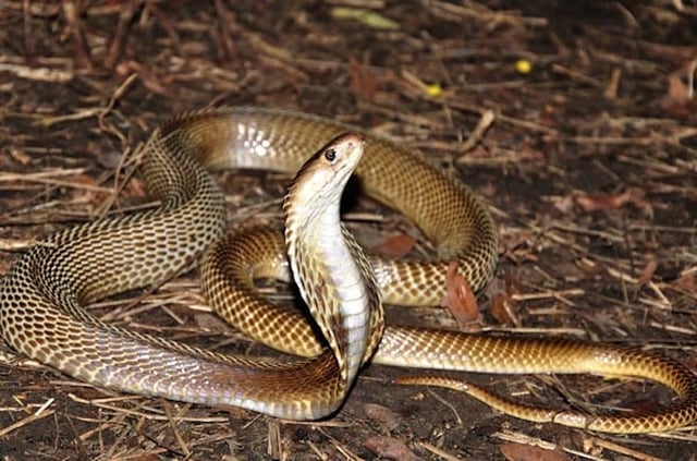 19 deadliest snakes