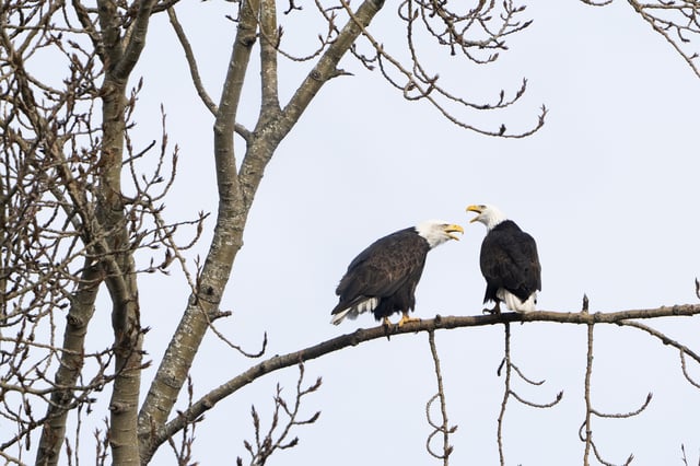 FILE - A pair of bald eagles call out while resting on a tree next to Union Bay, Jan. 16, 2024, in Seattle. (AP Photo/Lindsey Wasson, File)