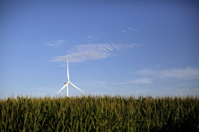 A wind turbine is seen in a field of corn in Haverhill, Iowa, United States, July 18, 2015. REUTERS/Jim Young