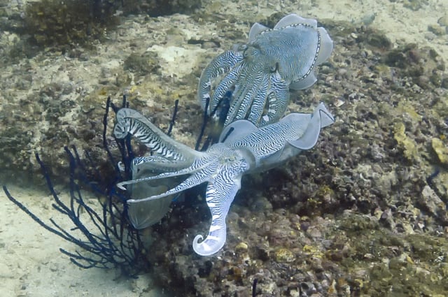 Two cuttlefish. Photo: Nand Kapadia