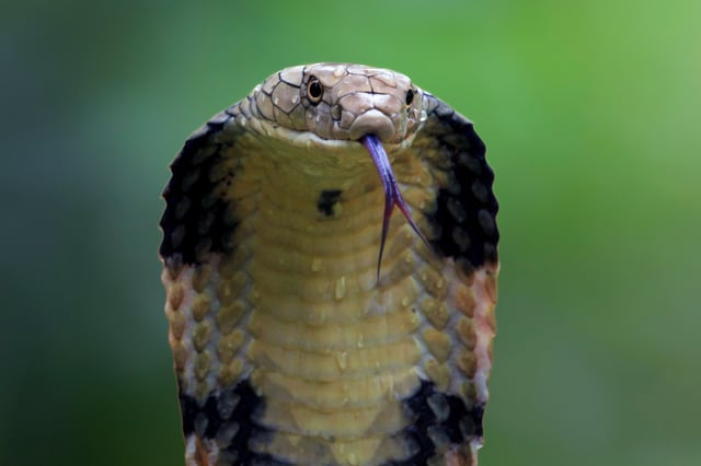 © Kurit afshen via Shutterstock