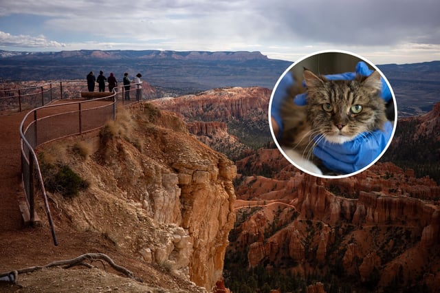 Visitors look out from upper inspiration Point at Bryce National Park on April 29, 2025 in Bryce, Utah. Inset: Mirage the cat is being treated after her fall.