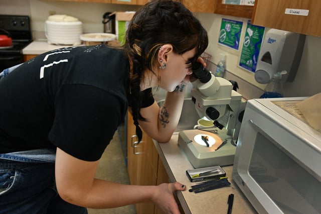 Mycology student Jina Patton uses a microscope to examine the morphology of a tiny mushroom found during a biodiversity survey in Port Angeles, Washington, on October 17, 2024. Amateur mycologists and mushroom experts alike are stepping up efforts to identify and name the approximately 94 percent of fungi that have yet to be identified out the 2.5 million species of fungi that are thought to exist on earth.