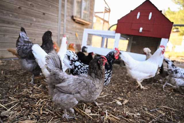 Chickens exit the barn where they were laying eggs on the farm where they are raised as part of the &#34;Rent The Chicken&#34; service in Agua Dulce, California, on April 21, 2025.