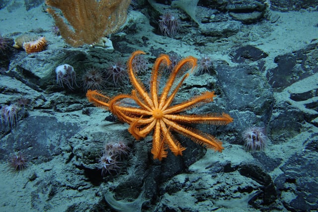 Undersea life off the coast of Alaska. Image: NOAA Ocean Exploration