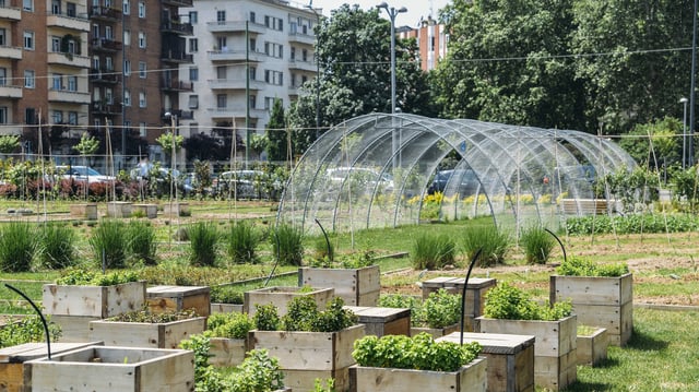 Research shows that urban gardening could provide 20 percent of food for a mid-sized city.