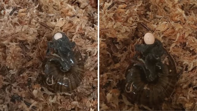 A snail laying an egg through its neck. 