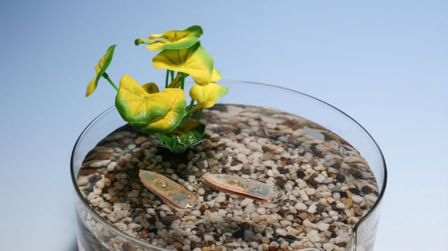 An edible robot made by EPFL scientists leverages a combination of biodegradable fuel and surface tension to zip around the water’s surface, creating a safe – and nutritious – alternative to environmental monitoring devices made from artificial polymers and electronics.