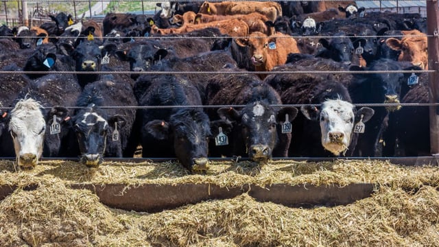 The United States has different standards for animal welfare and food to the UK