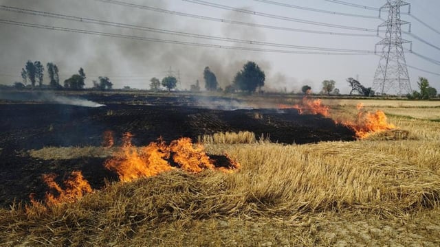 Burning straw stubble in a wheat field on the Rohtak-Jhajjar road in Dighal village in Gurugram on May 4. (Parveen Kumar/HT Photo)