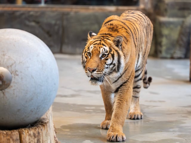 Ein Tiger in einem Zoo.