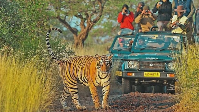 Photo: Ranthambore Tiger Resort