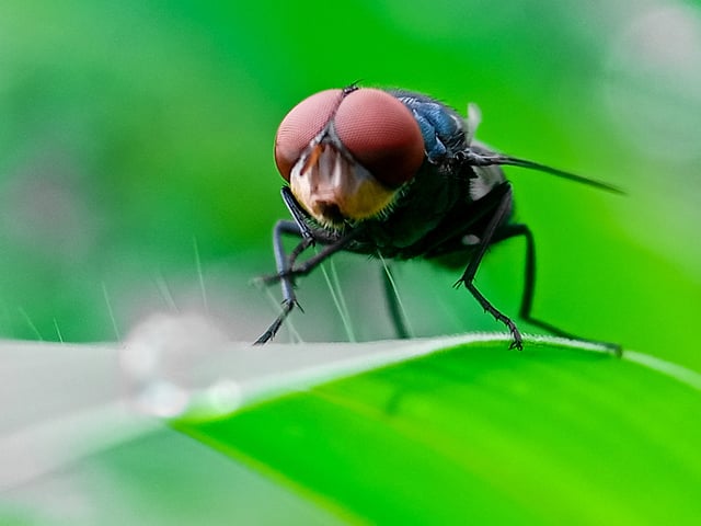Cochliomyia hominivorax, the New World Screwworm fly, is a species of parasitic fly that is well known for the way in which its larvae eat living tissue.