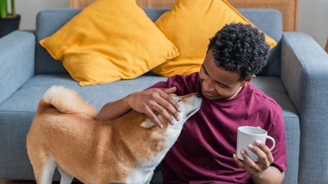 Spending time with a pet after a hard day was said by 65 per cent of British survey respondents to be preferable to human contact