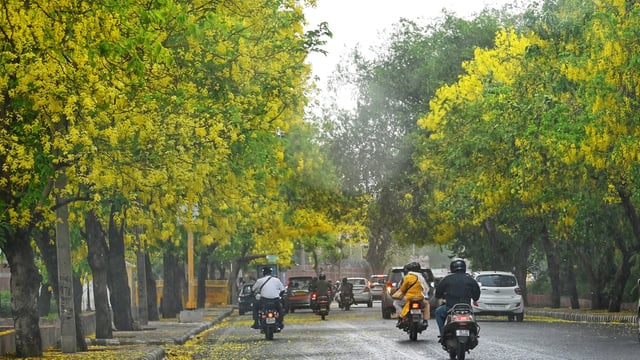 Amaltas flowering makes a yellow meadow during sudden thunder Strom at Palam Airport Road In New Delhi