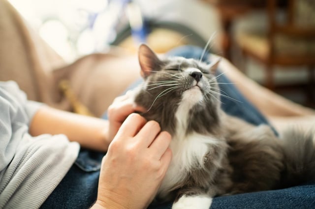 A survey of more than 30,000 people found that pets outranked spouses as the preferred source of emotional support 
 (Photo: ArtMarie/ Getty)