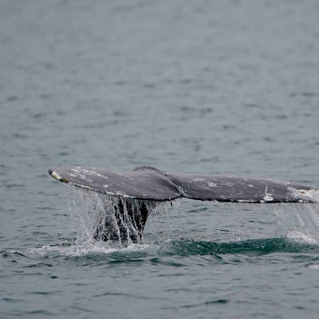 A grey whale dives near Whidbey Island as seen from a Pacific Whale Watch Association vessel, May 4, 2022, in Washington state. THE CANADIAN PRESS/AP, Ted S. Warren