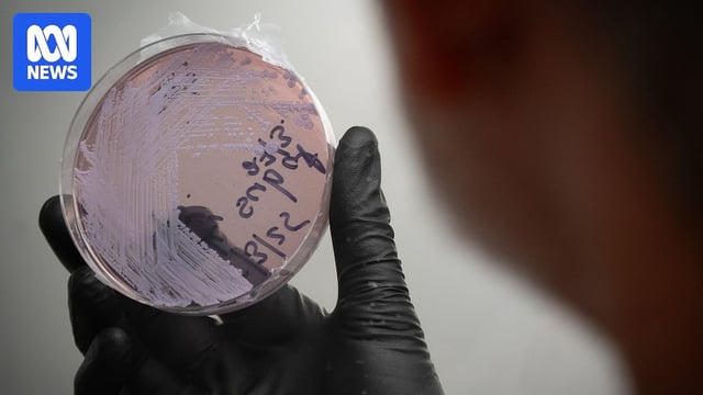 A hand covered with a black rubber glove holds a violet-coloured petri dish.