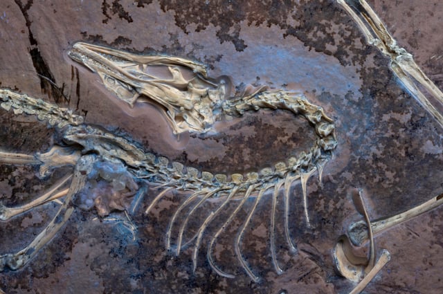 A fossil of the Jurassic bird Archaeopteryx, which lived about 150 million years ago in what is now Germany, is pictured under UV light to show soft tissues alongside the skeleton, in the collection of the Field Museum in Chicago, in this undated photograph. Delaney Drummond/Field Museum/Handout via REUTERS NO RESALES. NO ARCHIVES. THIS IMAGE HAS BEEN SUPPLIED BY A THIRD PARTY