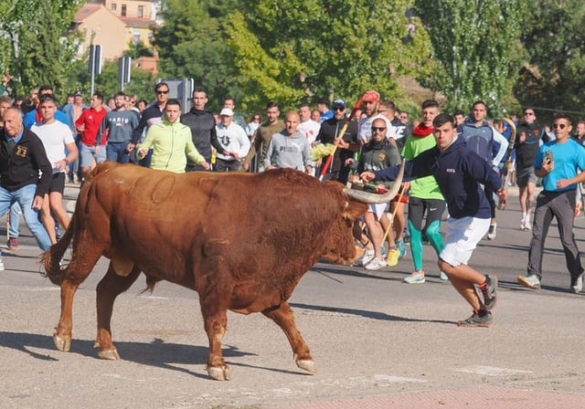 Celebración el pasado septiembre del Toro de la Vega, en Tordesillas (Valladolid), como encierro