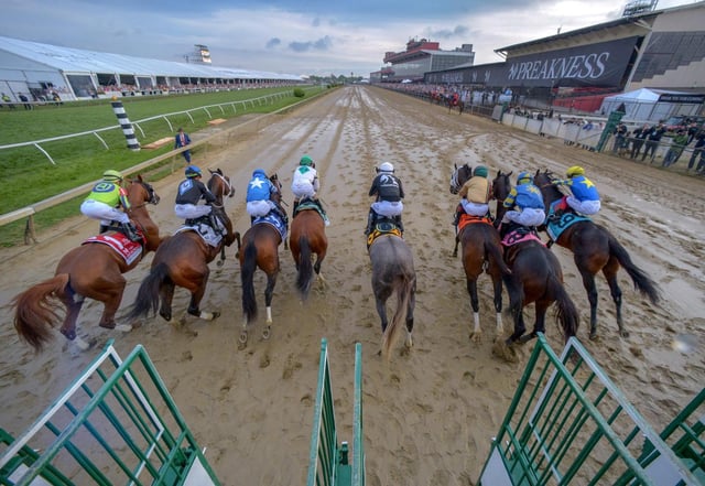 Jockey Jaime Torres, riding Seize the Grey alone at center, breaks out of the starting gate with the pack of eight horses during the 149th running of the Preakness Stakes at Pimlico Race Course on May 18, 2024, in Baltimore. (Karl Merton Ferron/Baltimore Sun/TNS)