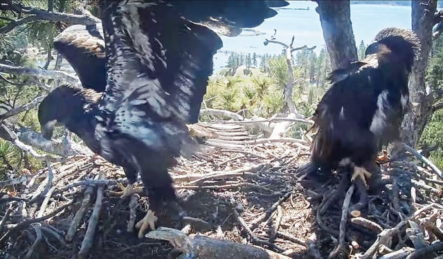 Sunny, the larger of the two eaglets in the Big Bear nest, flaps their wings in preparation for flying one day soon while Gizmo watches in the Big Bear nest on Wednesday, May 14, 2025. The eaglets are expected to fledge, or fly away from the nest, any day, according to the Friends of Big Bear Valley. (Screenshot courtesy of Friends of Big Bear Valley)