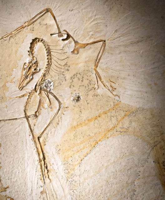 The Chicago Archaeopteryx. Image credit: Delaney Drummond / Field Museum.