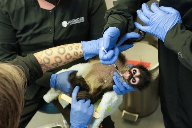 The Oakland Zoo named a rescued spider monkey “Violeta.”