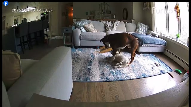 A dog saved his epileptic brother during a seizure in Connecticut, video shows.