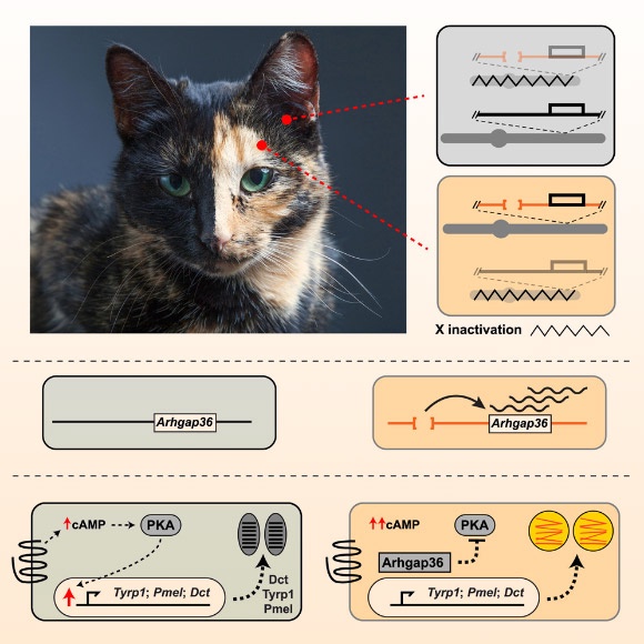 The sex-linked orange mutation in domestic cats causes variegated patches of reddish/yellow hair and is a defining signature of random X inactivation in female tortoiseshell and calico cats; unlike the situation for most coat color genes, there is no apparent homolog for sex-linked orange in other mammals; Kaelin et al. show that sex-linked orange is caused by a 5-kb deletion that leads to ectopic and melanocyte-specific expression of the Arhgap36 gene. Image credit: Kaelin et al., doi: 10.1016/j.cub.2025.04.055.