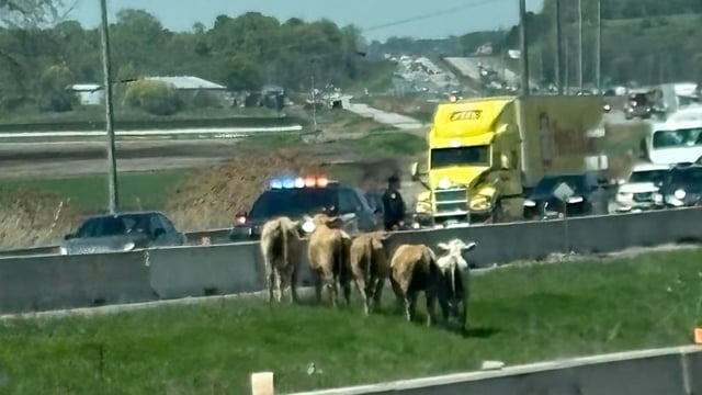Officers are trying to contain the cows on a field next to the highway, OPP Sgt. Kerry Schmidt said.