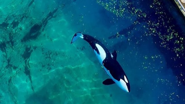 Les deux orques du Marineland d'Antibes confrontées à un avenir incertain après la fermeture du parc