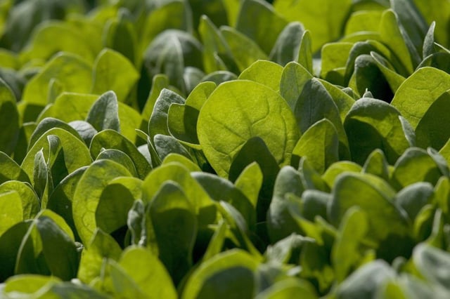 E. coli outbreaks are often associated with leafy greens like lettuce and spinach, partially because of the way they're grown in soil that's prone to contamination.