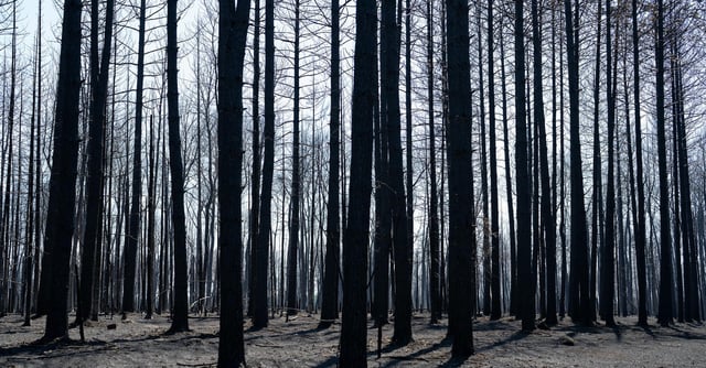 Hundreds of trees stand after being charred by the Camp House wildfire in Brimson, Minn. on Thursday, May 15, 2025.   ]

ALEX KORMANN • alex.kormann@startribune.com