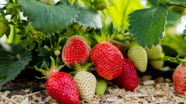 Jetzt werden im Norden die ersten Erdbeeren geerntet.