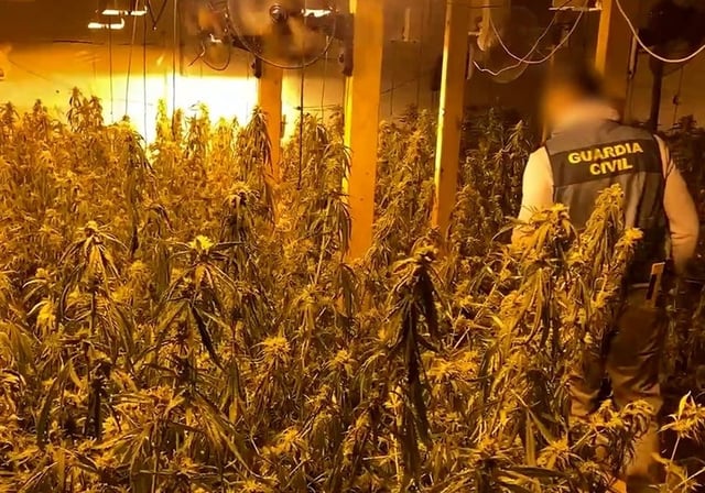 Imagen de un agente de la Guardia Civil en la plantación de marihuana indoor