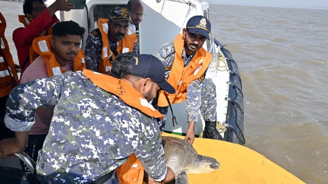 Indian Coast Guard and forest department officials release Olive Ridley turtles three Nautical miles off Dahanu Coast using an ICG Interceptor Craft.