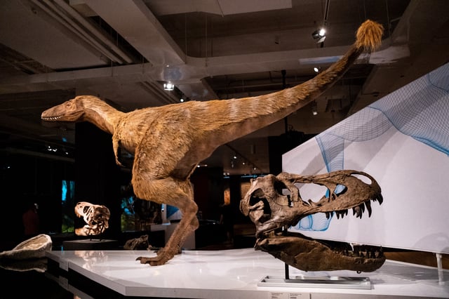 Various dinosaur models and fossils are displayed at the Royal Ontario Museum  in Toronto, Canada, on April 13, 2023.