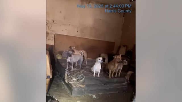 Investigators rescued 19 distressed dogs from a home in Katy, Texas where they’d been abandoned on May 10.