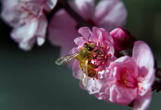A bee seaches for nectar in the flowers of a blossoming cherry tree near downtown Stockton on Feb. 15, 2015.
