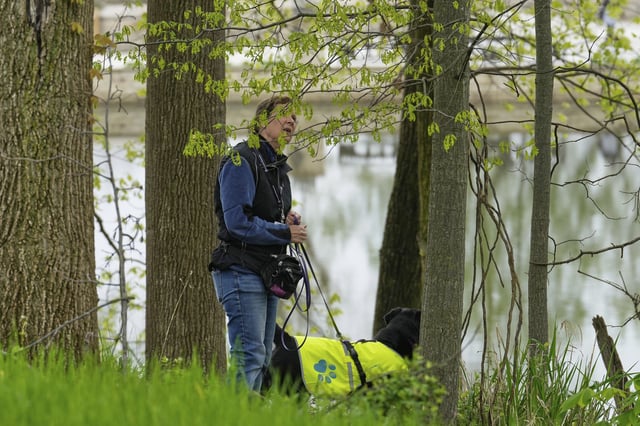 Tara Gifford and her Black Labrador Juno hunt for spotted lanternfly egg masses Monday, May 5, 2025, in Cleveland Metroparks' Garfield Park Reservation in Garfield Heights, Ohio. (AP Photo/Sue Ogrocki)