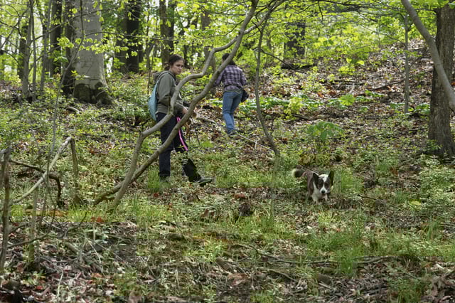 Paige Malone and her Cardigan Welsh Corgi, Bronco, front, and Ginger Alpine and her German Shepard, Argent, rear, hunt for spotted lanternfly egg masses Monday, May 5, 2025, in Cleveland Metroparks' Garfield Park Reservation in Garfield Heights, Ohio. (AP Photo/Sue Ogrocki)