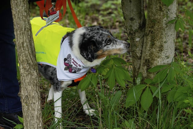 Gail Samko's Australian Shepard-cattle dog mix, Rio, spots a spotted lanternfly egg sac mass on a tree Monday, May 5, 2025, in Cleveland Metroparks' Garfield Park Reservation in Garfield Heights, Ohio. (AP Photo/Sue Ogrocki)