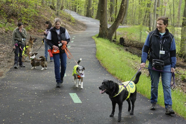 Spotted lanternfly hunters walk in the park, from left, Paige Malone, Argent, Bronco, Ginger Alpine, Gail Samko, Rio, Juno and Tara Gifford, walks along an all-purpose trail searching for spotted lanternfly egg masses Monday, May 5, 2025, in Cleveland Metroparks' in Garfield Heights, Ohio. (AP Photo/Sue Ogrocki)