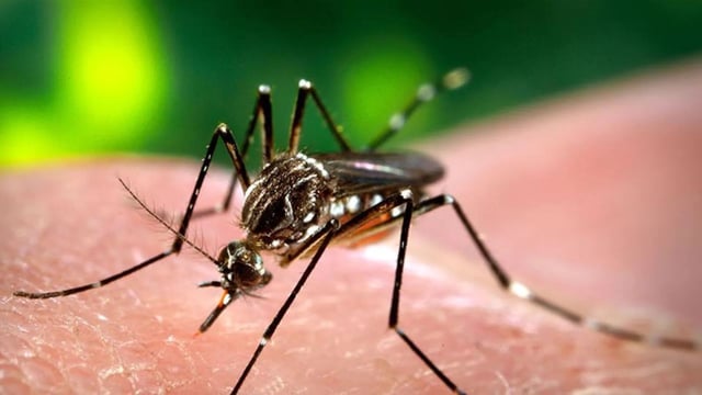 Dengue hemorrhagic fever is a rare and severe form of dengue that can cause internal bleeding, organ damage, and shock. 