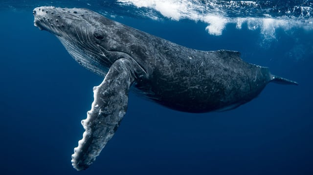 Humpback Whales in the waters of Pacific Islands.