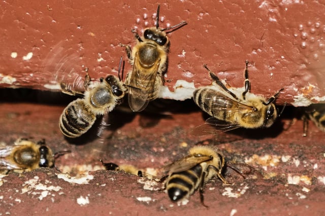 Honey bees are pictured in a beehive in Wehrheim near Frankfurt, Germany, during the 'world bee day' on Tuesday, May 20, 2025. (AP Photo/Michael Probst)