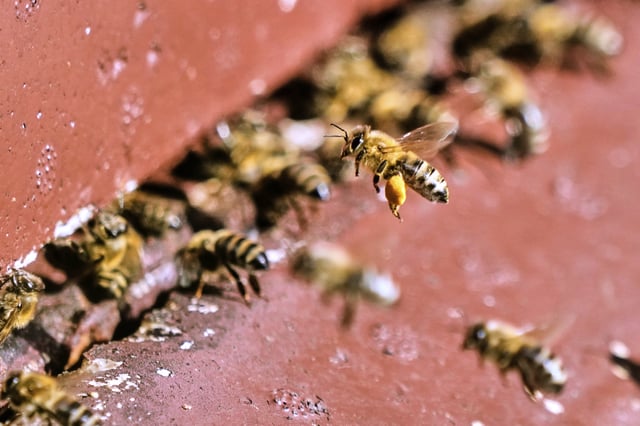 Honey bees are pictured in a beehive in Wehrheim near Frankfurt, Germany, on the "world bee day" on Tuesday, May 20, 2025. (AP Photo/Michael Probst)